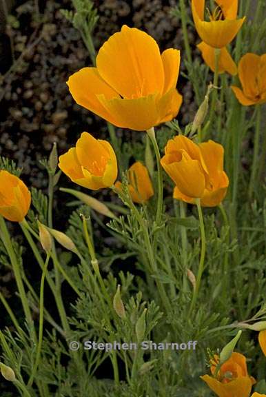 eschscholzia caespitosa 6 graphic